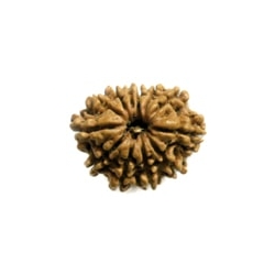 12 mukhi rudrakash