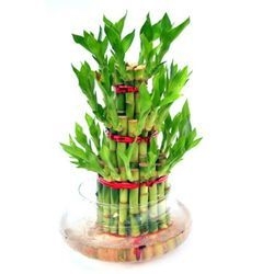 3 Layer bamboo tree