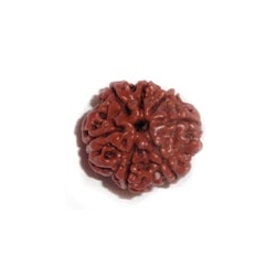 7 Mukhi Rudrakash