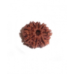 8mukhi rudrakash
