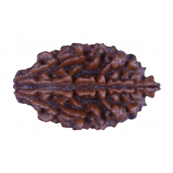 2 Mukhi Rudrakash