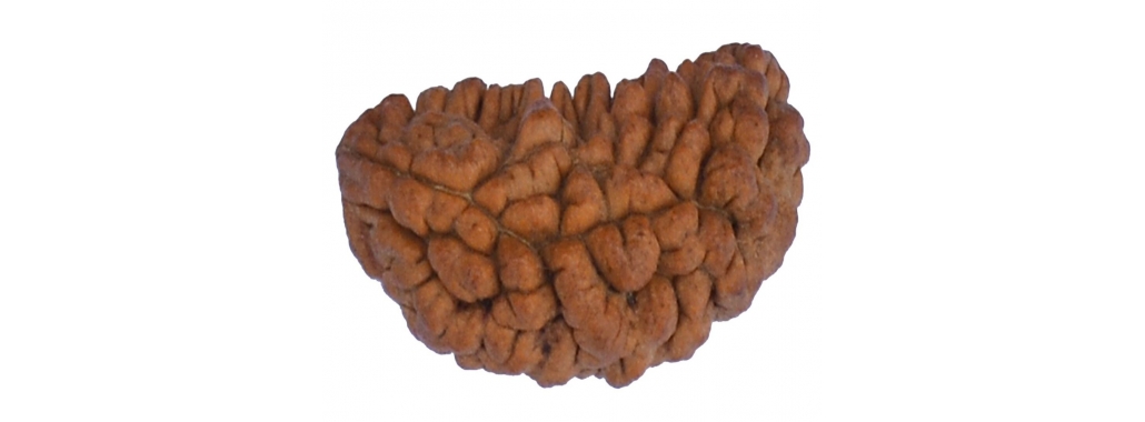 Rudraksha Mala Supplier in Delhi