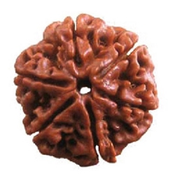 6 Mukhi  Rudrakash