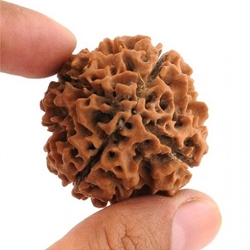 4 Mukhi Rudrakash