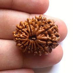 14 mukhi rudrakash