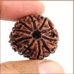 10 mukhi Rudrakash