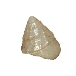 small moti shankh