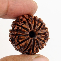 11 mukhi rudrakash