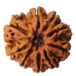9 mukhi Rudraksh