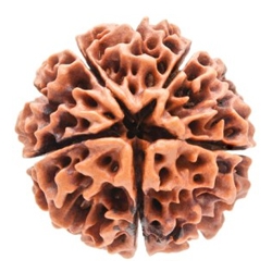 5 Mukhi Rudrakash