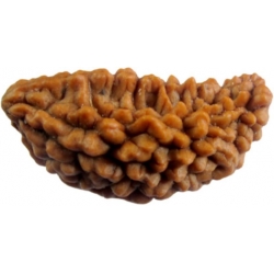 1 Mukhi Rudrakash