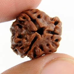 3 Mukhi Rudrakash