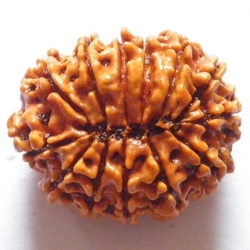 13 mukhi rudrakash
