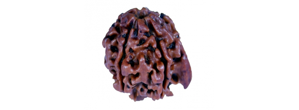Rudraksha Mala Supplier in Delhi